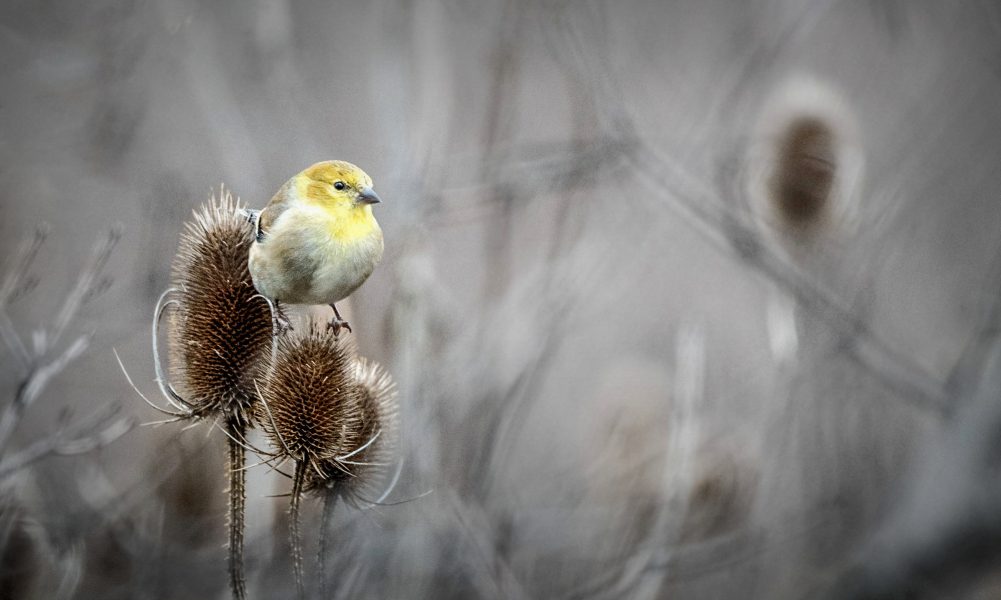 A Trio of Goldfinches