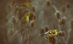 A Trio of Goldfinches